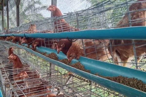 Pembudidaya ayam petelur di Aceh Singkil keluhkan harga pakan