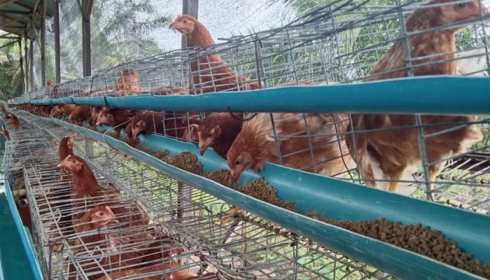 Pembudidaya ayam petelur di Aceh Singkil keluhkan harga pakan