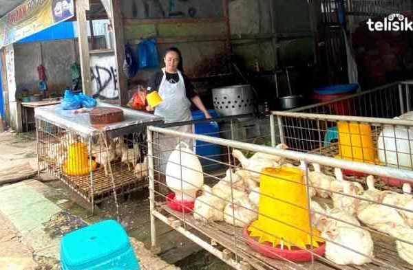 Harga Ayam Potong di Kota Baubau Naik Jelang Ramadan - telisik.id