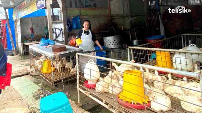 Jual Ayam Kampung Potong Dan Ayam Kampung Hidup | Shopee Indonesia Jual Ayam Kampung Potong Dan Ayam Kampung Hidup | Shopee Indonesia