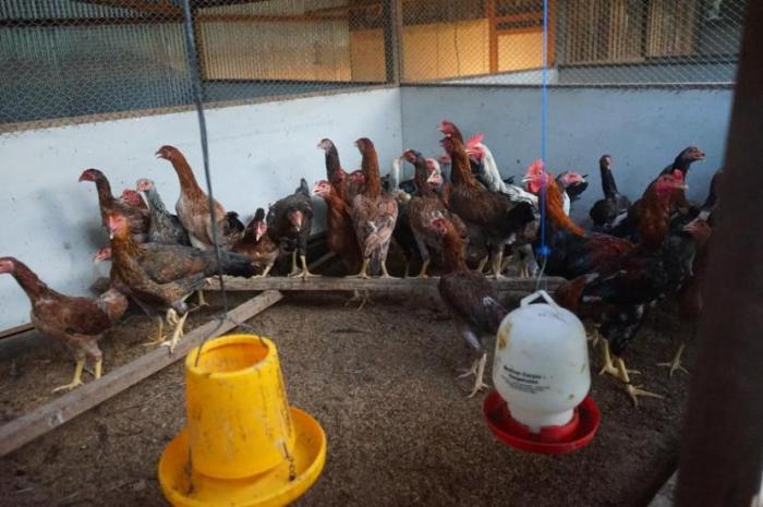 KPPU: Nyaris Tak Ada Lagi Peternak Ayam Mandiri di Sumut - indoposco Ayam ternak di Pagai Utara, Kabupaten Kepulauan Mentawai