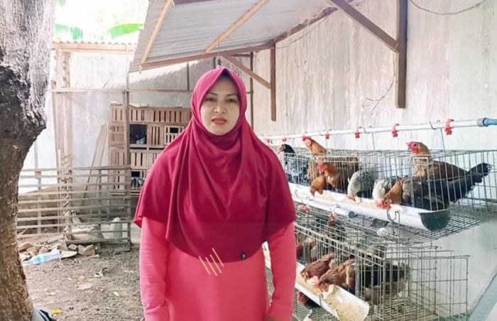 Ayam petelur jantan di Sungai Beremas, Kabupaten Pasaman Barat