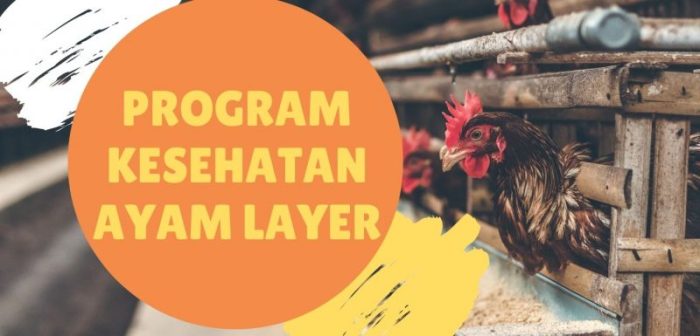 Ini Ayam Petelur Hasil Binaan Karang Taruna Kecamatan Mandau di ... Ayam layer di Cermin Nan Gedang, Kabupaten Sarolangun