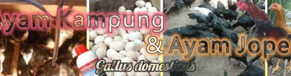 Budidaya ayam di Rawa Jitu Utara, Mesuji