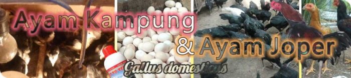 Masalah air bersih, Pemkab Mesuji Luncurkan Delapan Armada ke Rawa Jitu ... Budidaya ayam di Rawa Jitu Utara, Mesuji