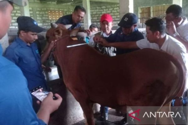 Daging kambing di Pamekasan, Kabupaten Pamekasan