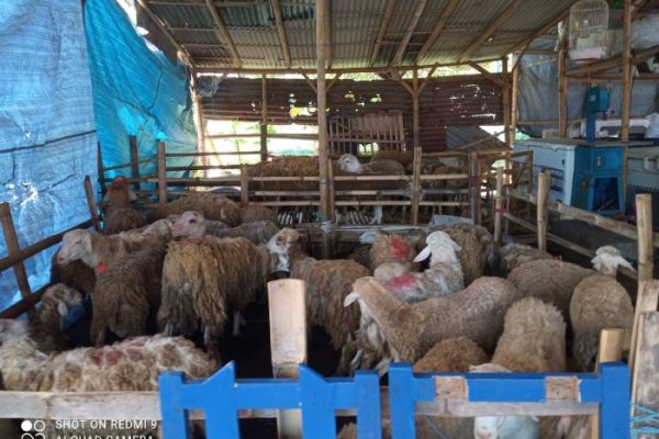 Daging kambing di Silo, Jember