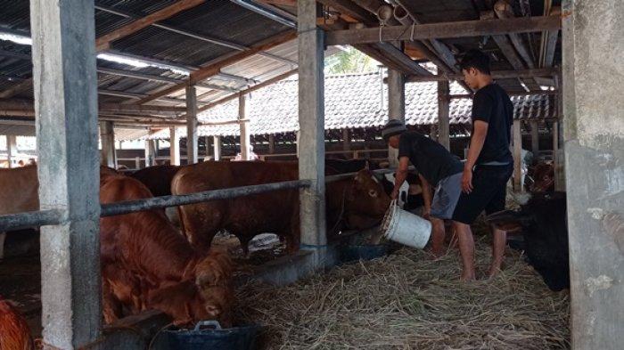 Ayam ternak di Pengasih, Kulon Progo