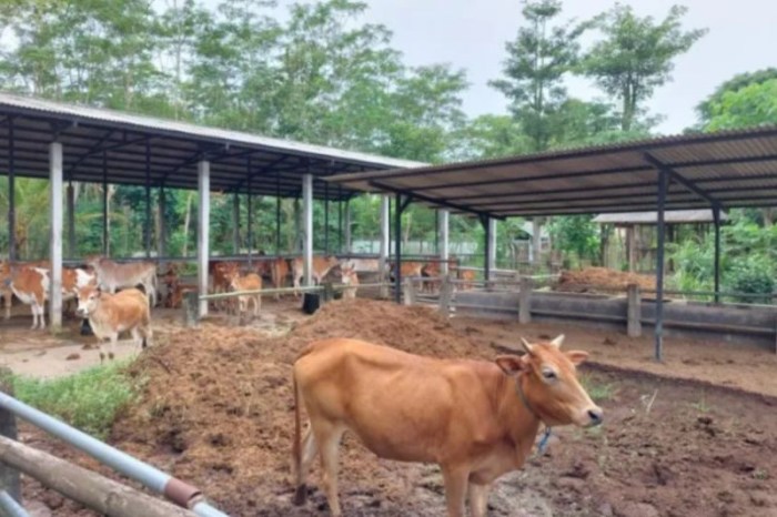 Ternak Ayam Kampung di Ambarawa, Pringsewu