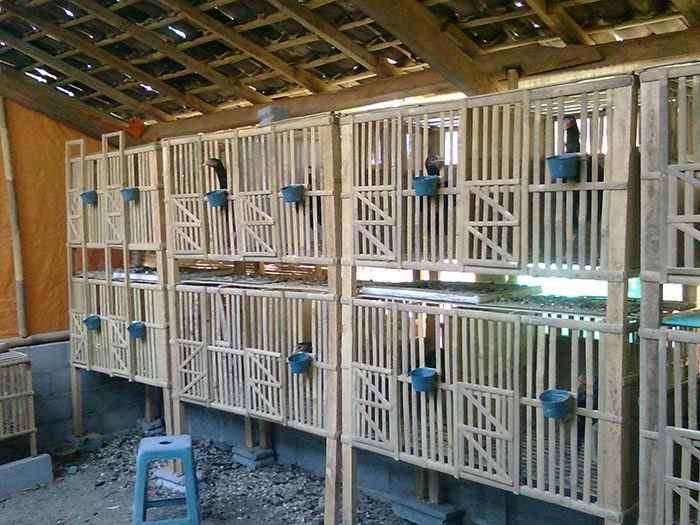 Budidaya ternak ayam di Sapuran, Wonosobo