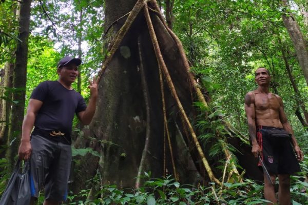 Daun penggemuk ayam di Silat Hulu, Kapuas Hulu