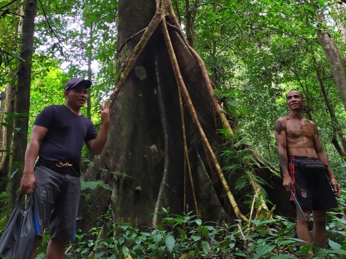 Daun penggemuk ayam di Silat Hulu, Kapuas Hulu