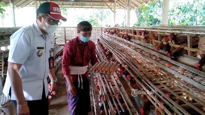 Peternak Ayam Petelur di Desa Taman Badung Mengaku Tak Terdampak ...