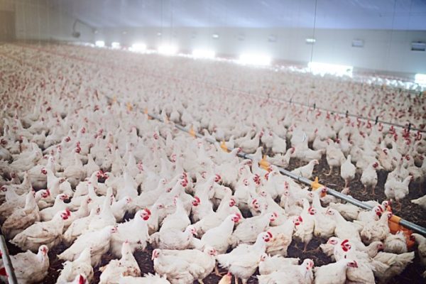 Membuat Kandang Ayam Kampung Sistem Umbaran - Bisnis Ayam Kampung