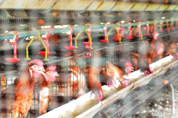 TERNAK AYAM KALKUN | ANTARA Foto