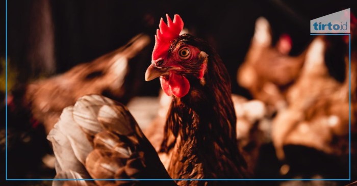 Cara Merawat Ayam Petelur, Tips Sukses Beternak - Biotifor