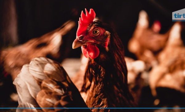 Budidaya ayam di Negeri Agung, Way Kanan