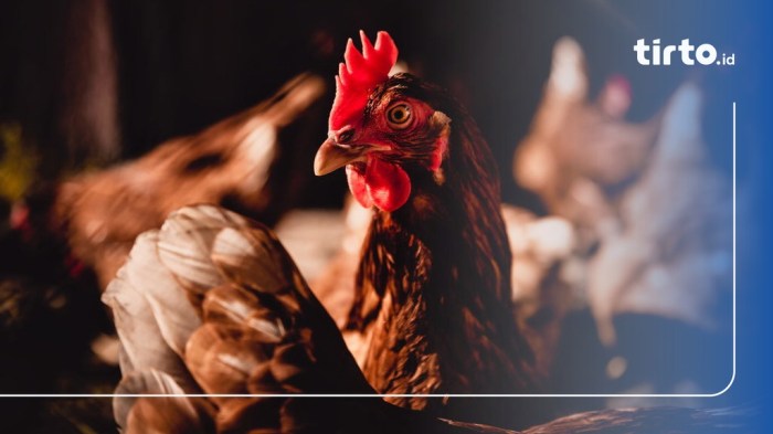 Budidaya ayam di Raja Basa, Lampung Selatan