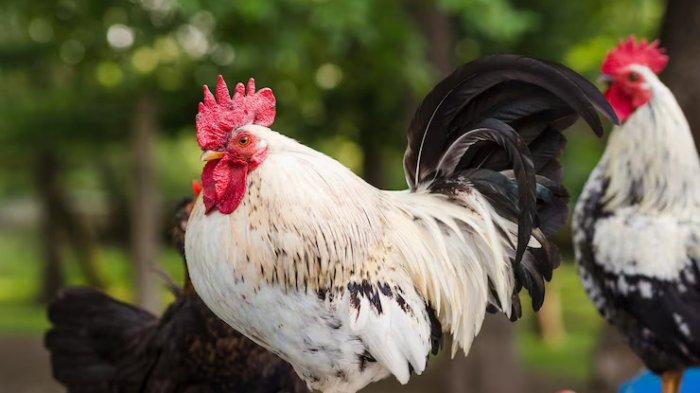 Ayam merah petelur di Nglipar, Gunungkidul