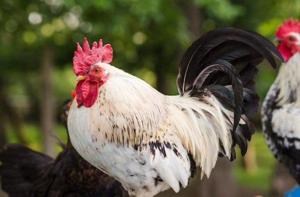 Ayam merah petelur di Margahayu, Bandung