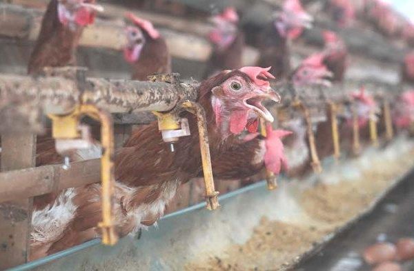 Ternak ayam petelur di Paniai Timur, Kab. Paniai