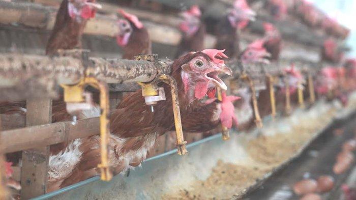 Populasi Ayam Petelur Di Jatim 52,9 Juta ekor, 28 Persen Dari Populasi ...