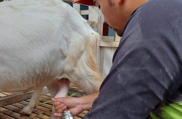 Susu kambing di Babakan, Cirebon