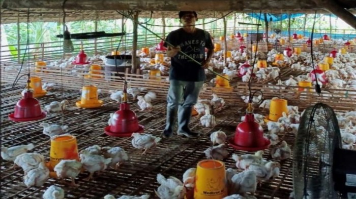 Budidaya ayam di Rebang Tangkas, Way Kanan