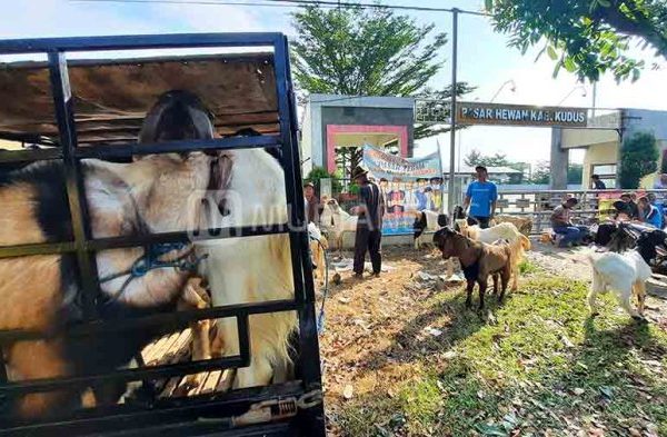 Daging kambing di Kedung, Jepara