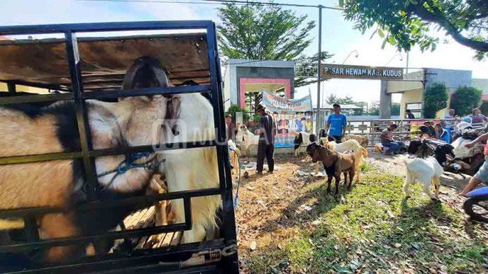 Daging kambing di Kedung, Jepara