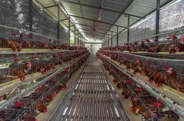 Ternak ayam petelur di Poasia, Kota Kendari