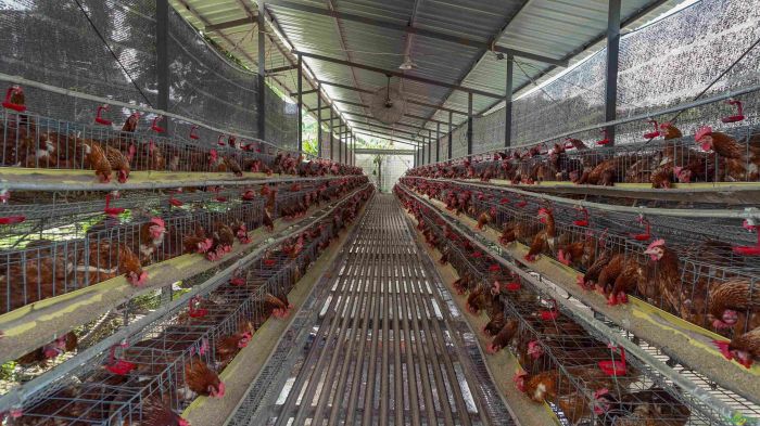 Telur Ayam Bikin Pemerintah Was-was 'Momok' Ngeri Datang Lagi