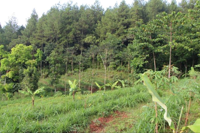 Daun penggemuk ayam di Palangga Selatan, Konawe Selatan
