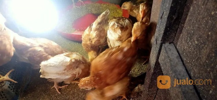Ayam merah petelur di Kumpeh, Kabupaten Muaro Jambi