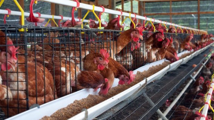 Populasi Ayam Petelur Di Jatim 52,9 Juta ekor, 28 Persen Dari Populasi ... Populasi Ayam Petelur Di Jatim 52,9 Juta ekor, 28 Persen Dari Populasi ...