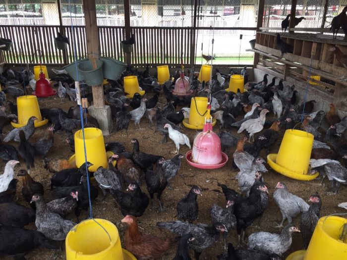 4 Tips Memulai Bisnis Beternak Ayam Kampung, Raup Omset Menggiurkan Ayam ternak di Lubuk Basung, Kabupaten Agam