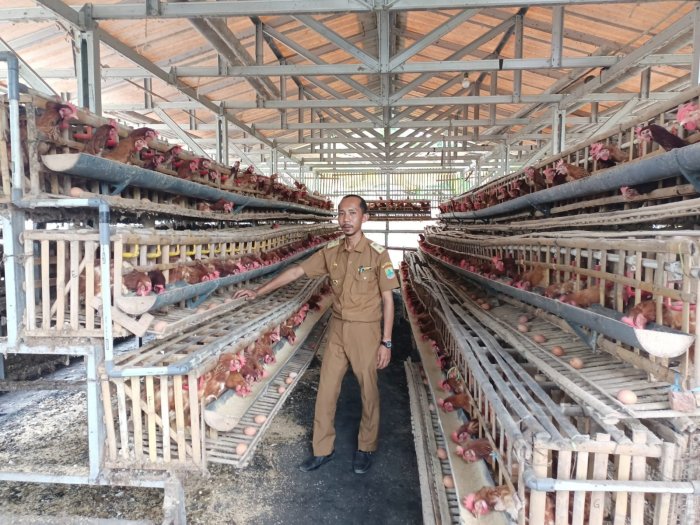 Pemdes Sarijaya Realisasi DD 2022 Jalankan Ketahanan Pangan Dengan ... Budidaya ayam di Sitiung, Kabupaten Dharmasraya