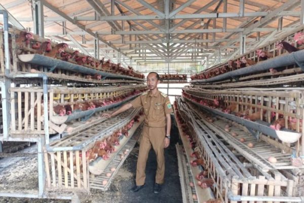 Budidaya Ayam Kampung | PPTX