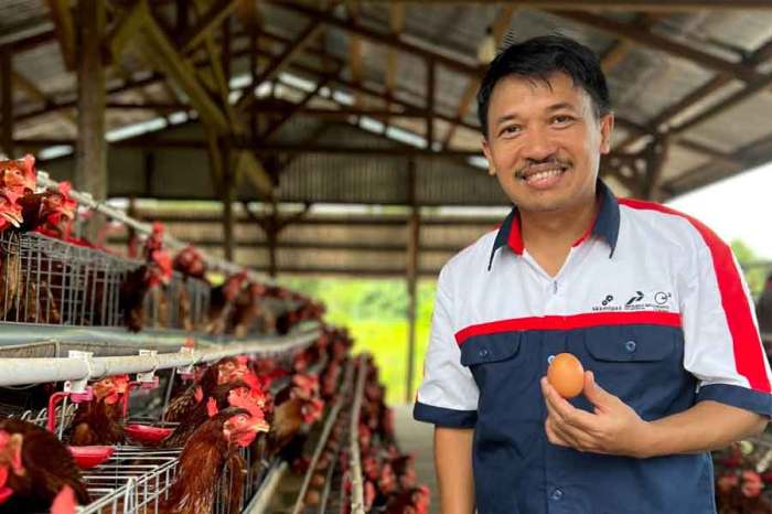 Muhammadiyah Bikin Peternakan Ayam Petelur di Sleman yang Kelola Para ... Ternak ayam petelur di Kurra, Tana Toraja