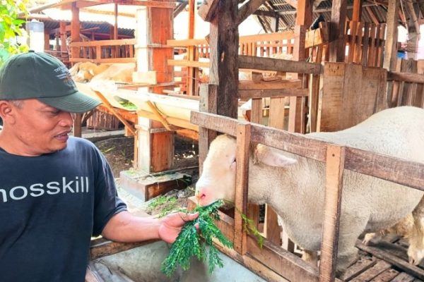 Daging kambing di Jombang, Jember