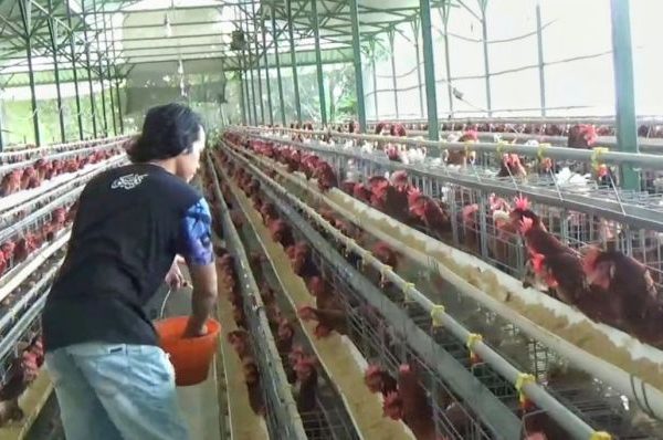 Ternak ayam petelur di Batu Engau, Paser