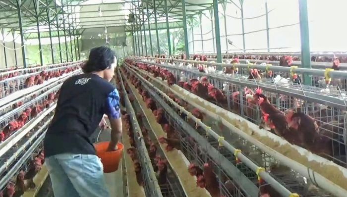 Peternak Ayam di Kota Batu Berharap Pemerintah Melek Peredaran Telur ... Ternak ayam petelur di Batu Engau, Paser