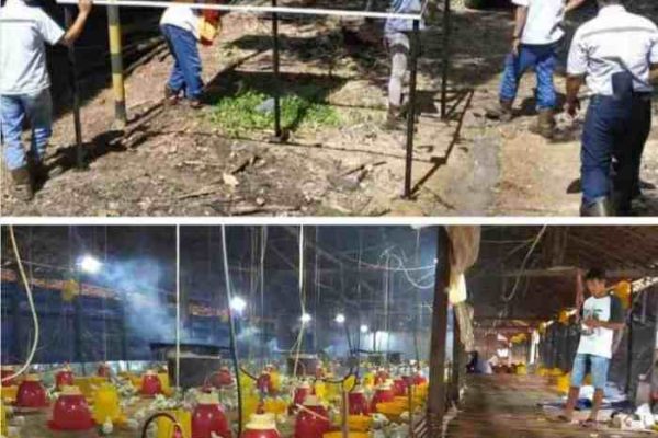 Beternak Ayam Kampung Guna Menambah Penghasilan Sehari-Hari, Babinsa ...