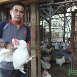Ayam afkir di Lemahwungkuk, Kota Cirebon