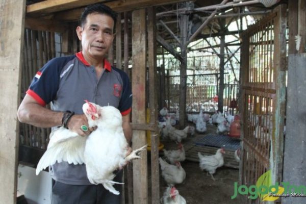 Ayam afkir di Lemahwungkuk, Kota Cirebon