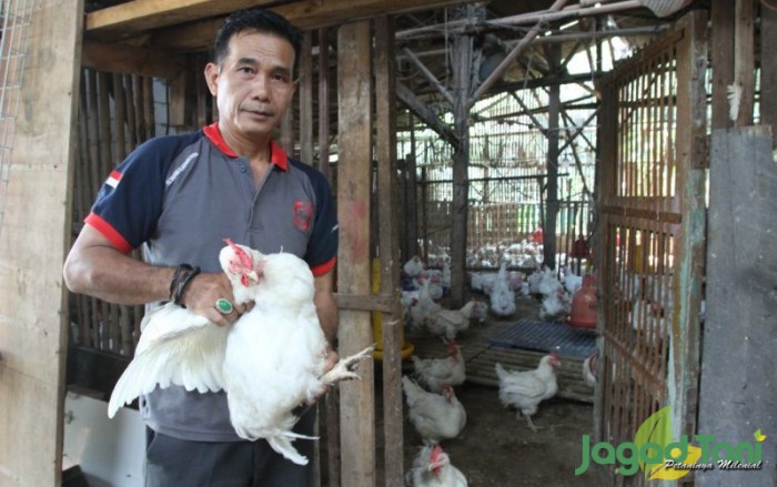 Bisnis Menguntungkan Dari Indukan Ayam Afkir - Jagad Tani - Petaninya ... Ayam afkir di Losarang, Indramayu