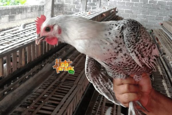 Ayam arab petelur di Madang Suku I, Ogan Komering Ulu Timur