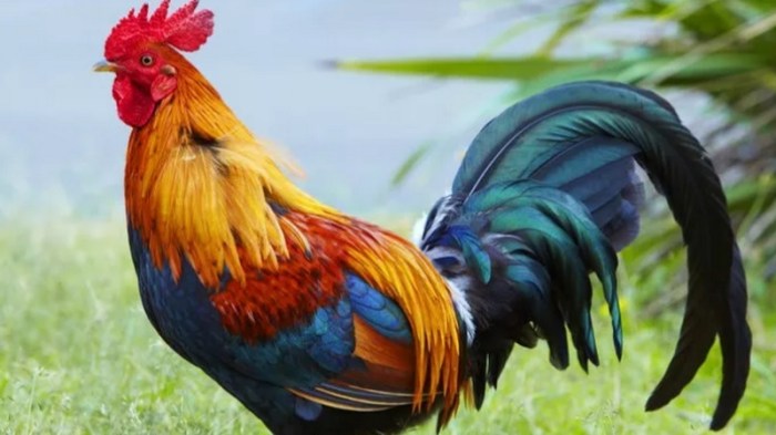 Ini Alasan Ayam Jantan Bisa Berkokok Setiap Pagi : Okezone Techno Ayam Ternak di Ledokombo, Jember
