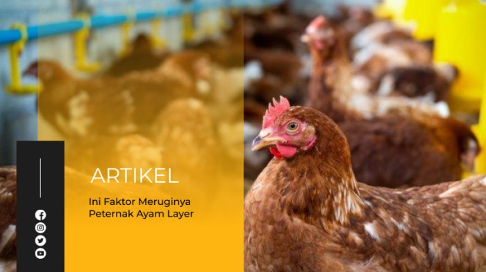 Ini Faktor Meruginya Peternak Ayam Layer