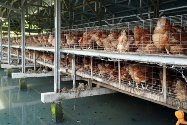 Budidaya ternak ayam di Karanggayam, Kebumen